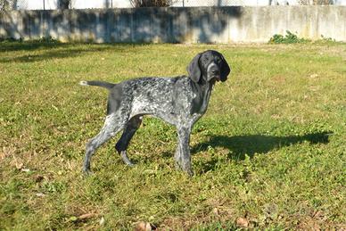 Bracco tedesco (Kurzhaar)