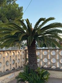 Cycas Eccezionale di 40 Anni