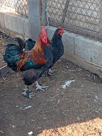 Trio di Marans