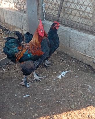 Trio di Marans