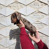 Bassotto pedigree ENCI