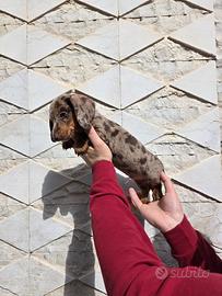 Bassotto pedigree ENCI