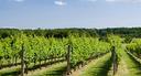 bolgheri-terreno-vitato