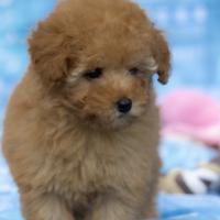 Barboncino toy e mini. toy