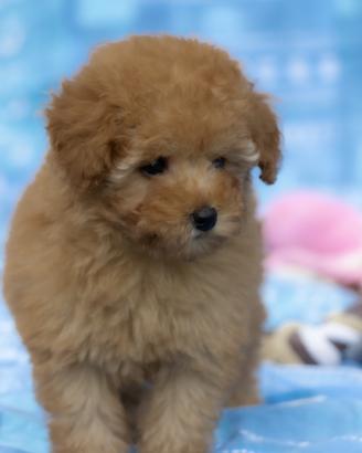 Barboncino toy e mini. toy