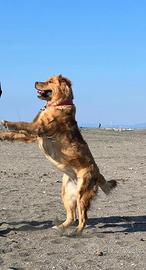 Golden retriever americano
