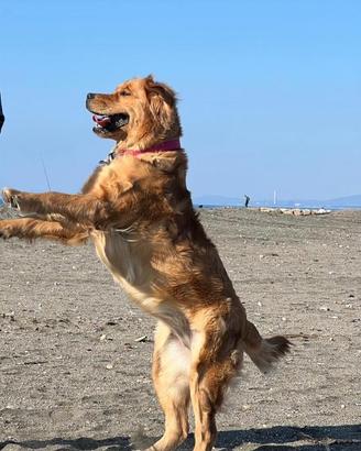 Golden retriever americano