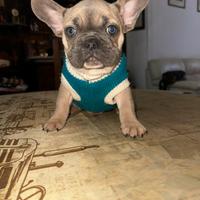 Bulldog francese