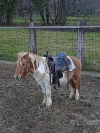 Pony falabella