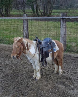 Pony falabella