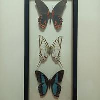 Farfalle tassidermizzate in cornice vintage