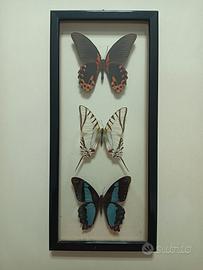 Farfalle tassidermizzate in cornice vintage