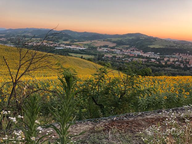 Bilocale (o stanza) in zona San Mamolo