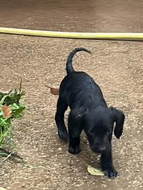 Cuccioli di bracco lagotto da tartufi