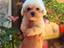 Immagine 11