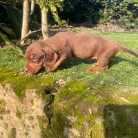 Cuccioli di bassotto nano