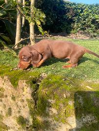 Cuccioli di bassotto nano