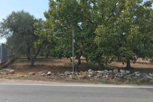 Uliveto Mandorleto Noceto