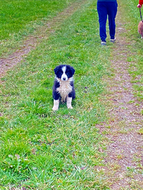 Border collie di due mesi