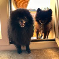 Volpini Spiz Pomerania