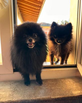 Volpini Spiz Pomerania