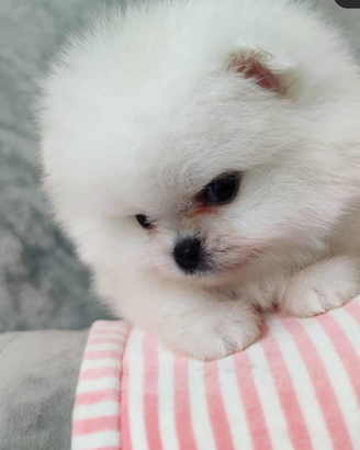 Spitz di pomeriana micro