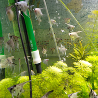 Pesci scalari per acquario