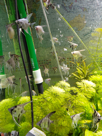 Pesci scalari per acquario