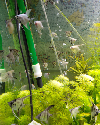 Pesci scalari per acquario
