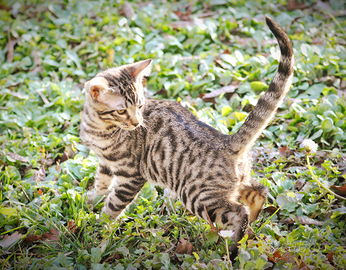 Cucciolo di Bengala 3 mesi