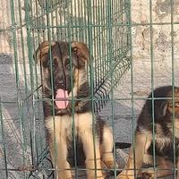 Cuccioli pastore tedesco alta genealogia