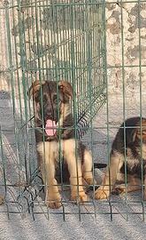 Cuccioli pastore tedesco alta genealogia