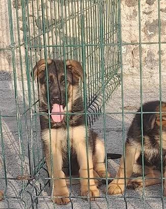 Cuccioli pastore tedesco alta genealogia