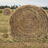 Balloni loietto puro