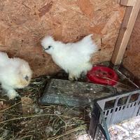 Gallo Moroseta