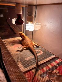 Vendita Pogona Atena