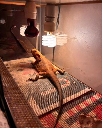 Vendita Pogona Atena