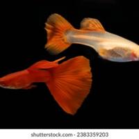Guppy Albino Full Red