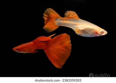 Guppy Albino Full Red