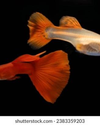 Guppy Albino Full Red di Selezione