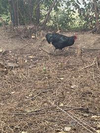 Pavonesa galli Australorp