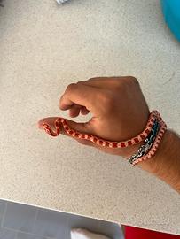 Serpente del grano
