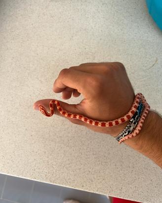 Serpente del grano