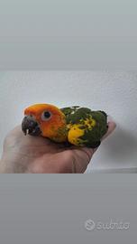 Conuro del Sole