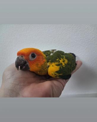 Conuro del Sole