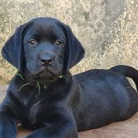 Cucciolo Labrador retriever