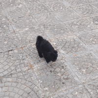 Cuccioli di volpino pincher