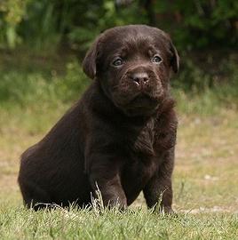 Cuccioli di Labrador - Campioni TOTAL CLEAR