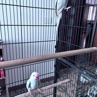 Parrocchetto dal collare