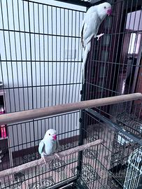 Parrocchetto dal collare